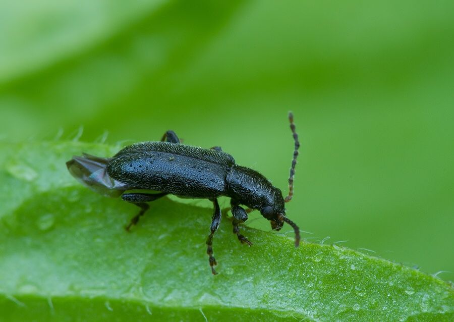 Orsodacne humeralis
