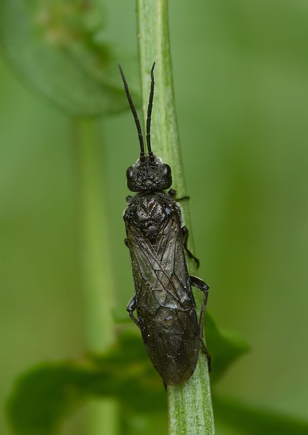 Phymatocera aterrima cf.