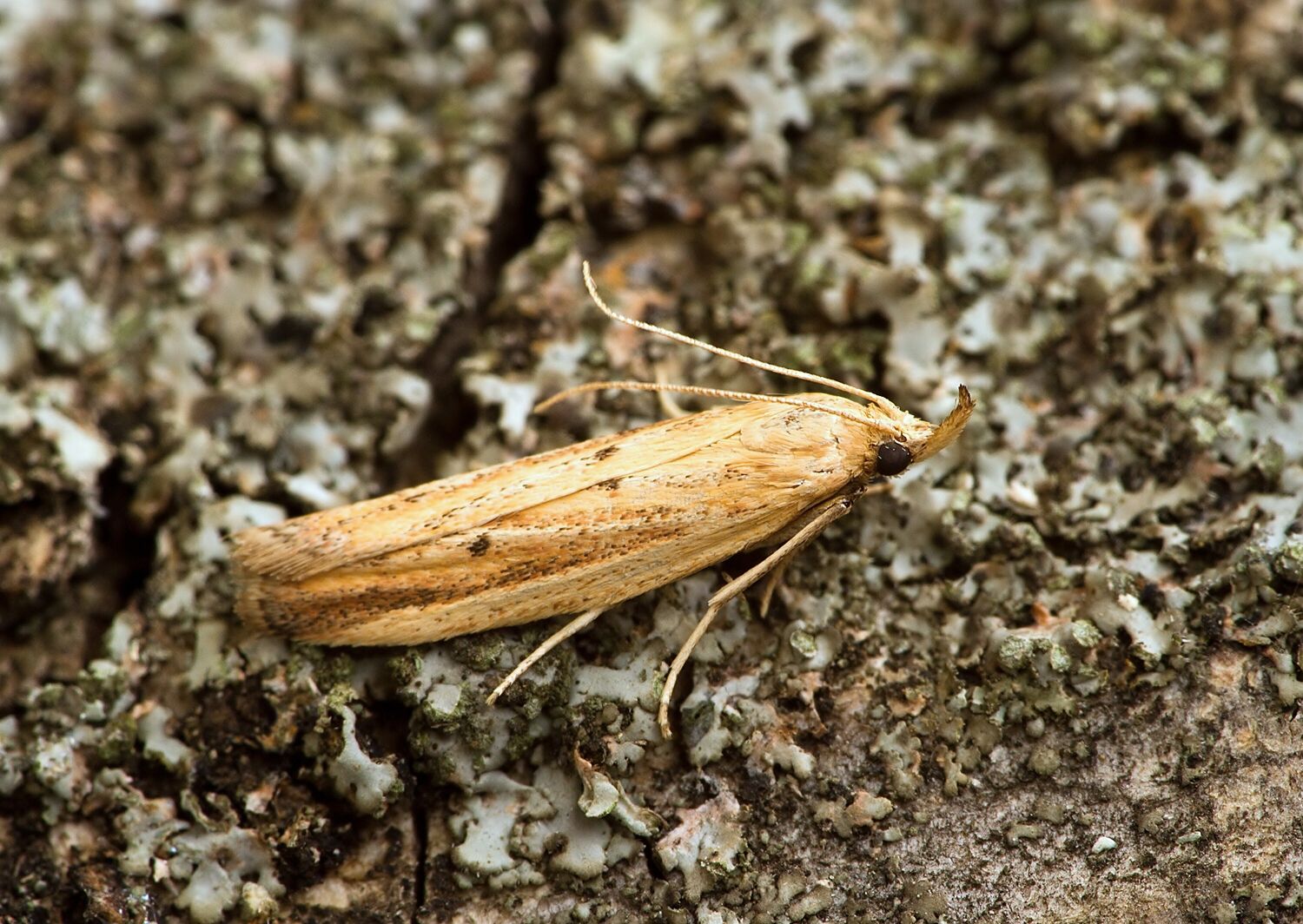 Hypsotropa unipunctella