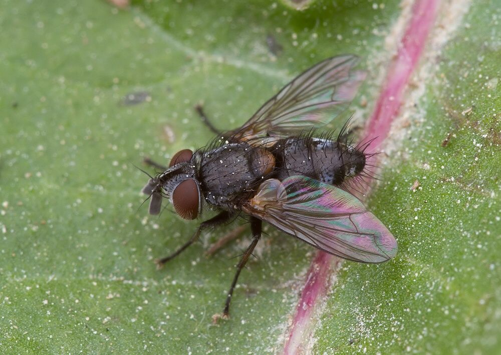 Carcelia dubia