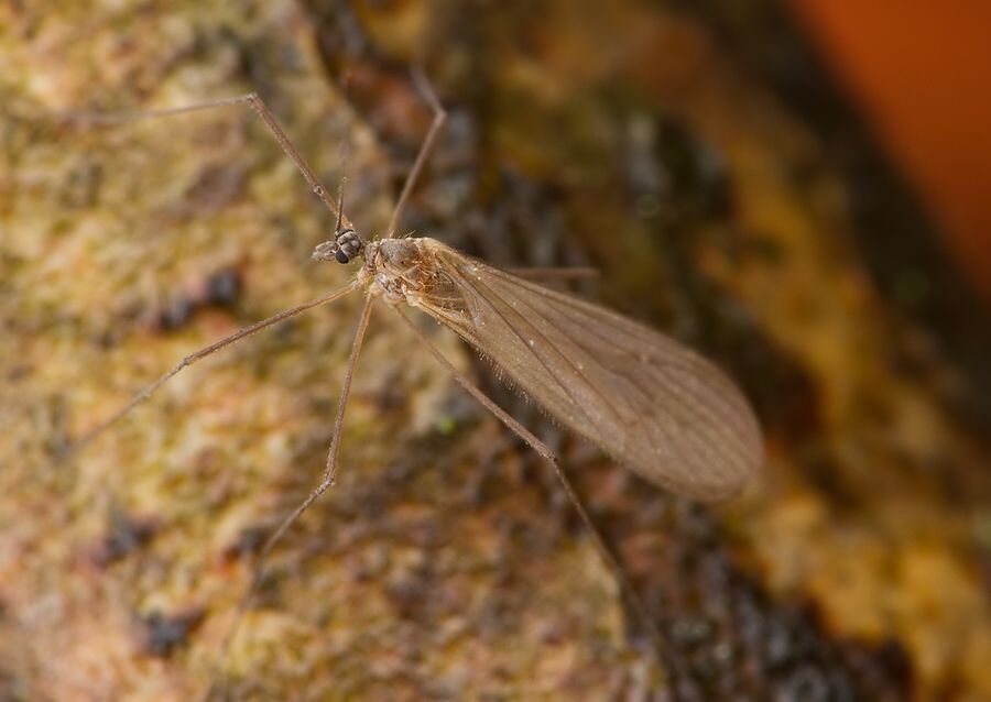 Austrolimnophila ochracea cf.