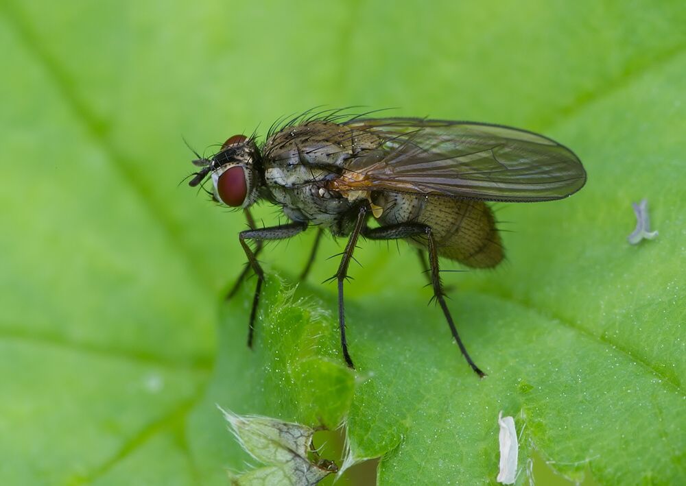 Emmesomyia grisea