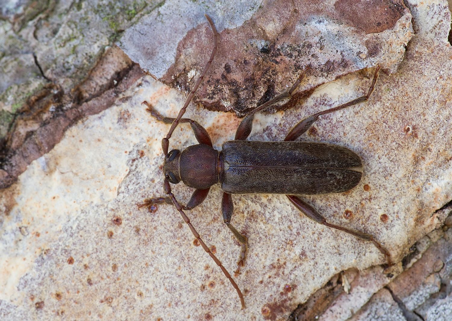 Trichoferus campestris