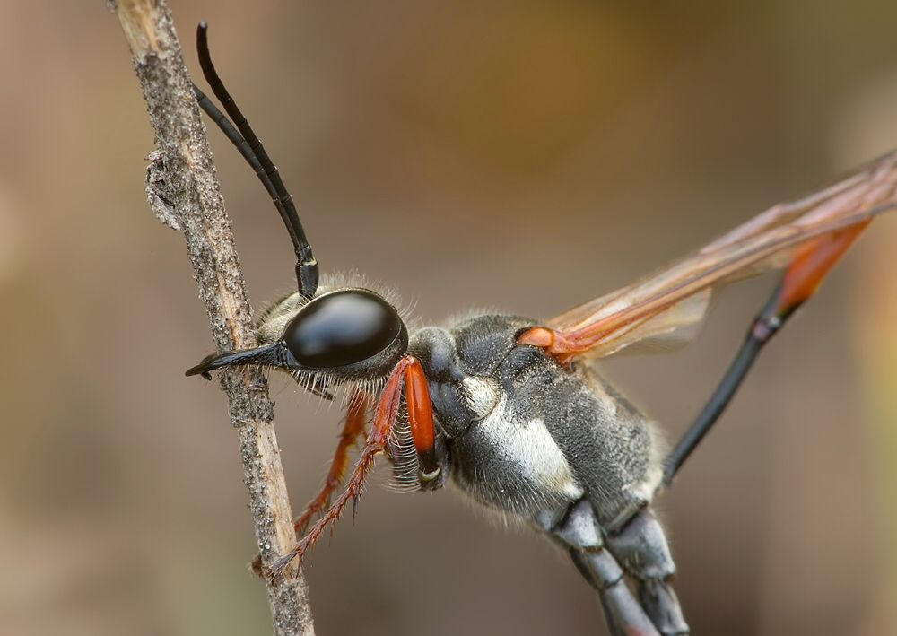 Ammophila heydeni