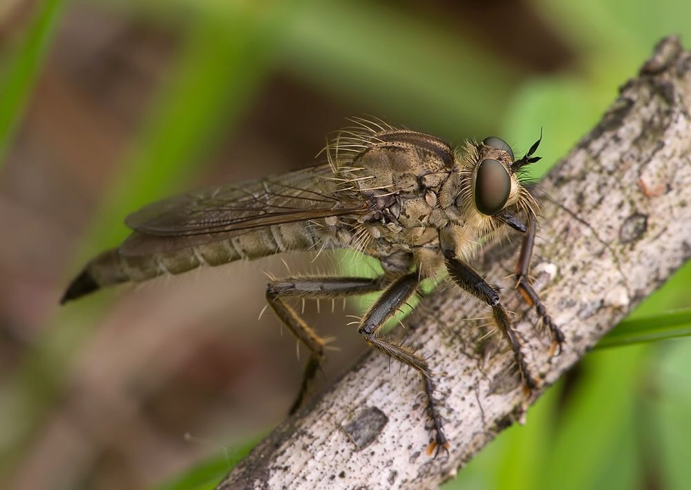 Tolmerus atripes