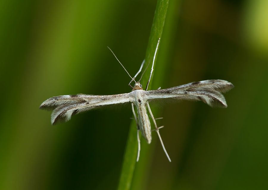 Calyciphora nephelodactyla