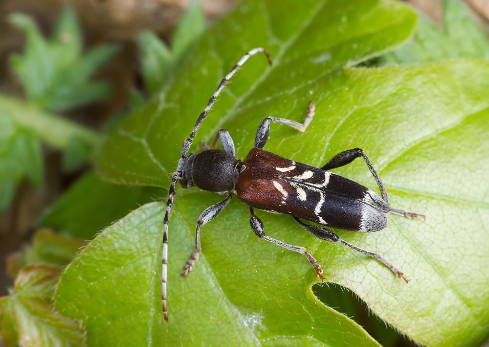Anaglyptus mysticus