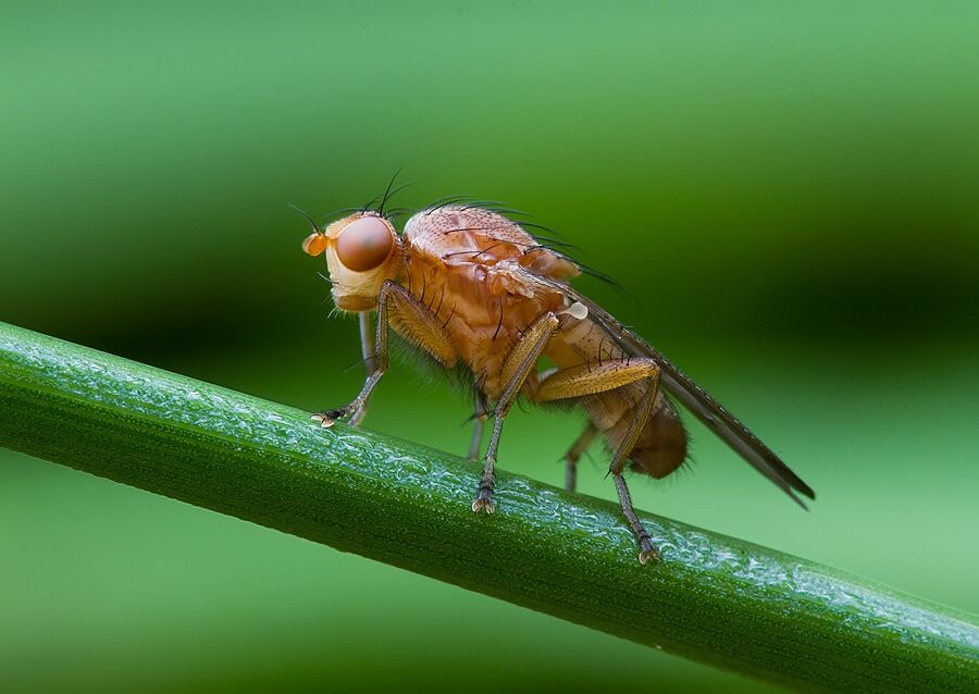 Suillia affinis