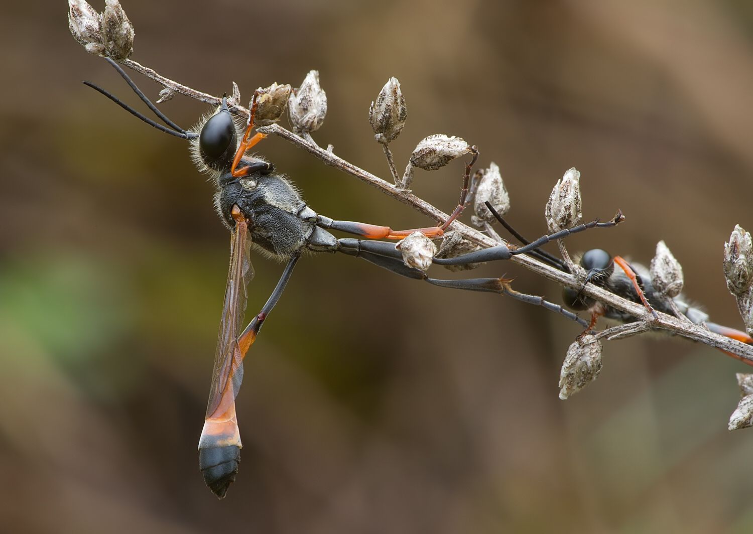 Ammophila heydeni