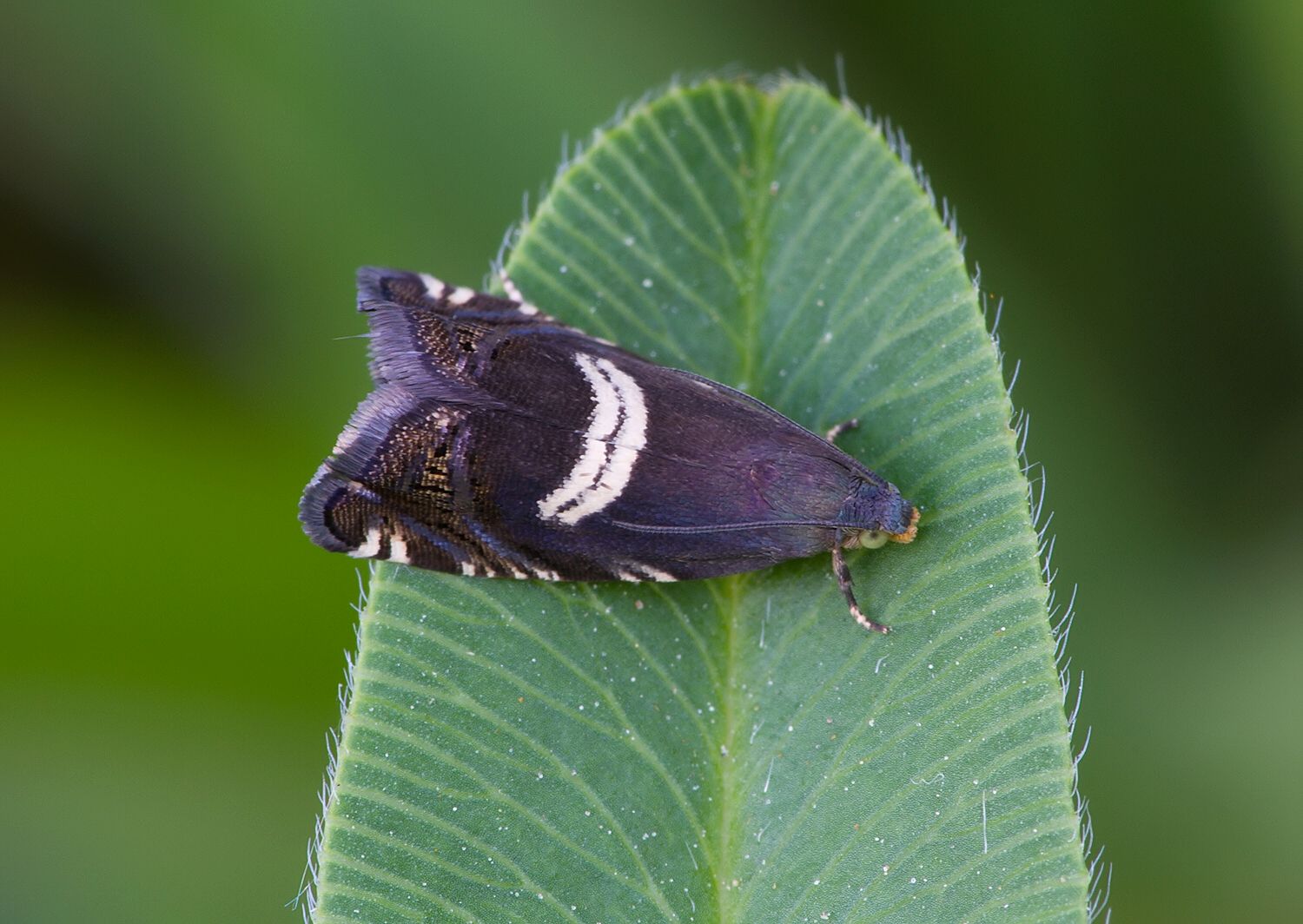 Grapholita fissana