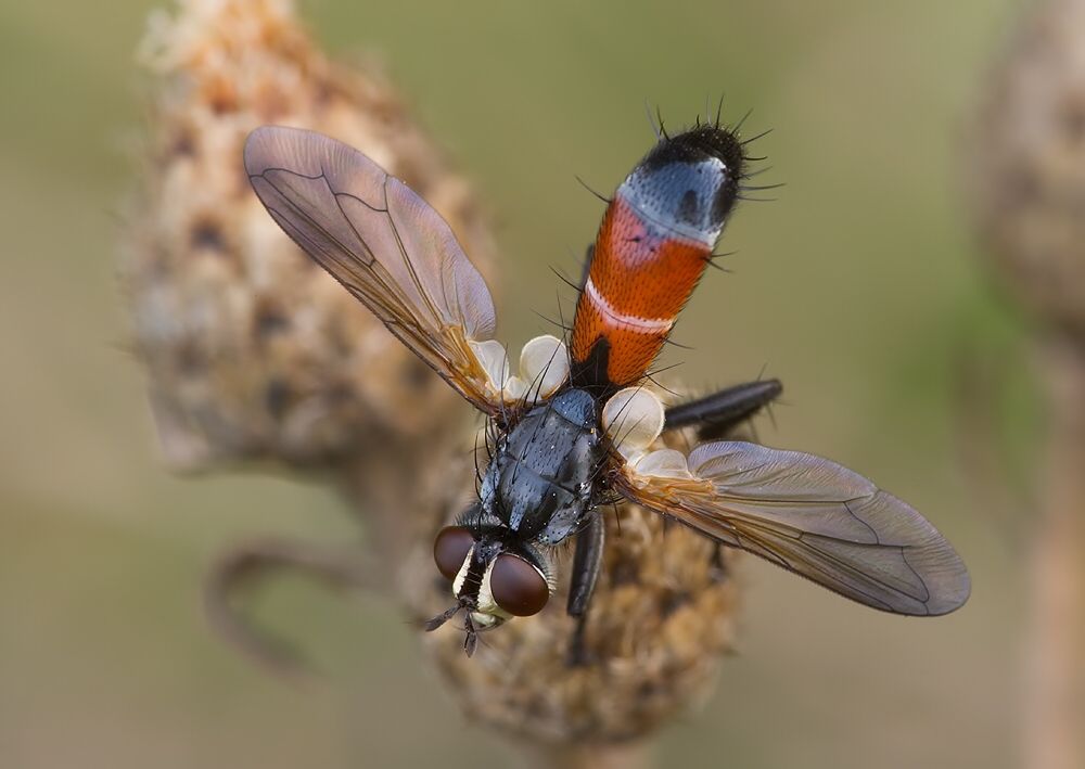 Cylindromyia intermedia