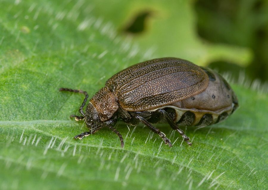 Galeruca pomonae