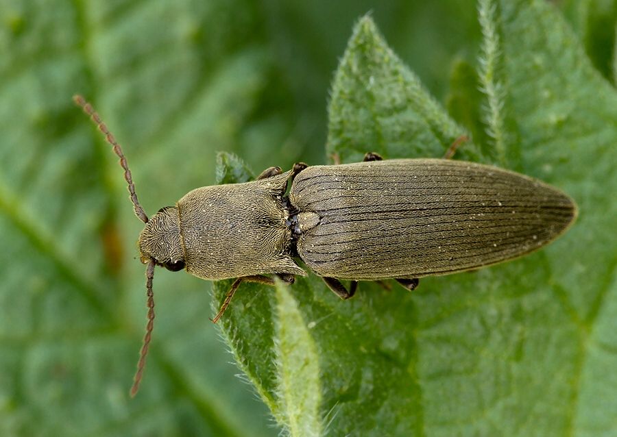 Agriotes pilosellus
