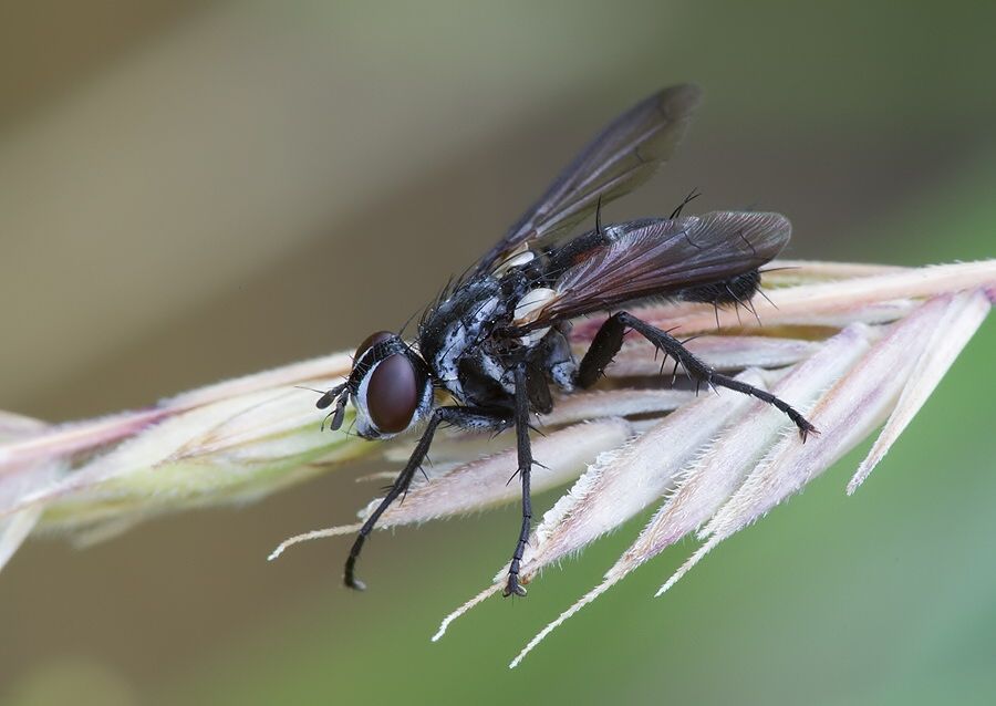 Cylindromyia pusilla