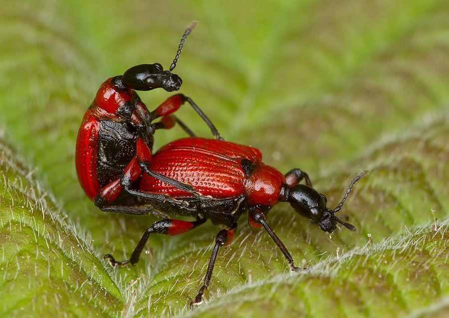 Apoderus coryli