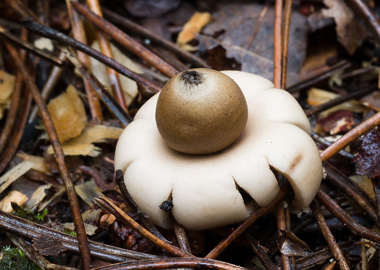 Geastrum fimbriatum