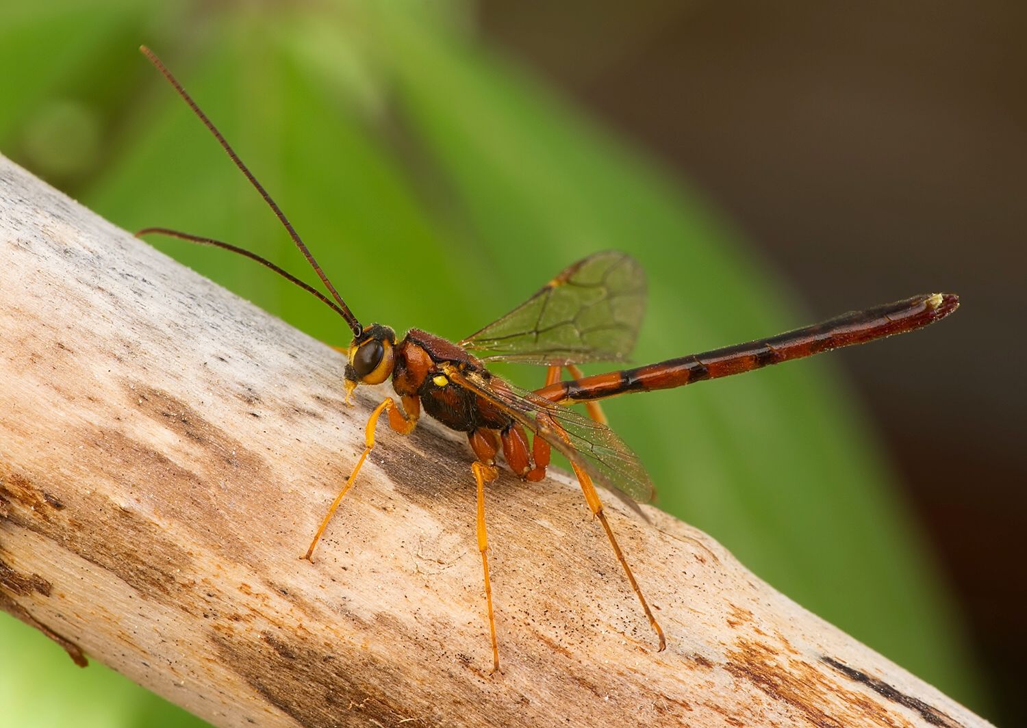 Megarhyssa perlata