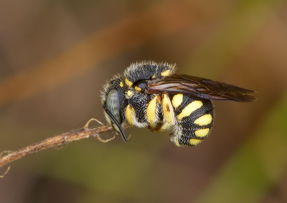 Anthidiellum strigatum