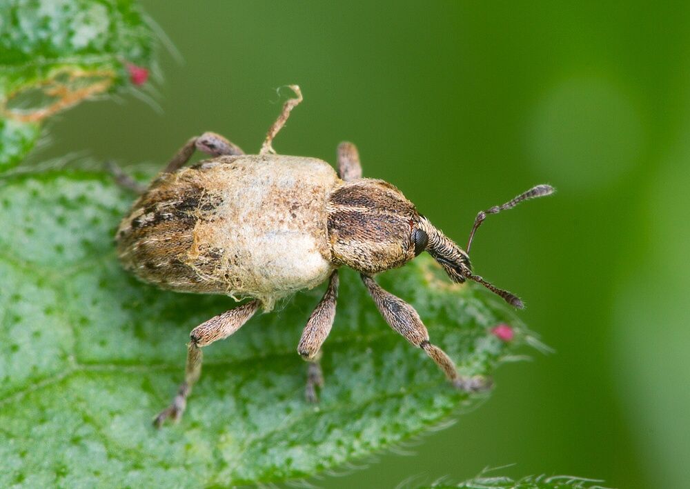 Hypera meles cf.