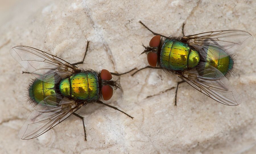 Lucilia sericata
