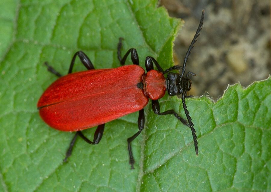 Pyrochroa coccinea