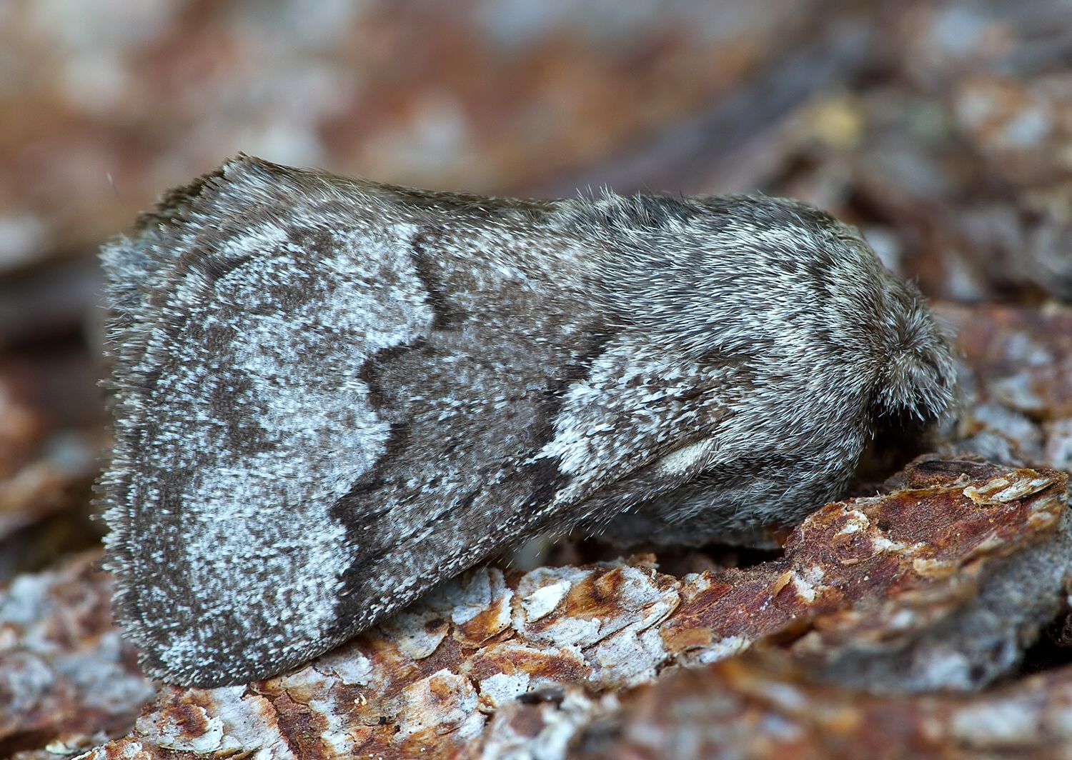 Trichiura crataegi