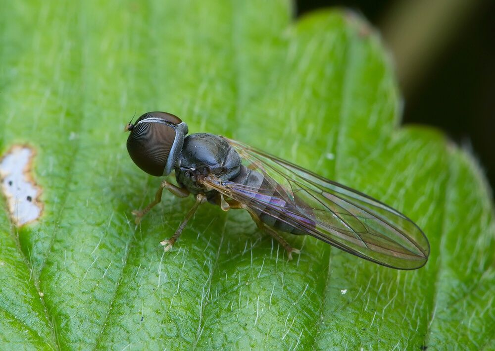 Dorylomorpha incognita