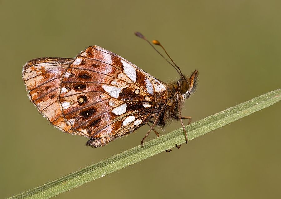 Boloria dia