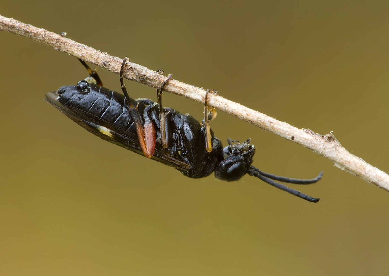 Allantus truncatus