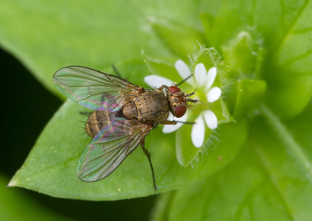 Siphona geniculata