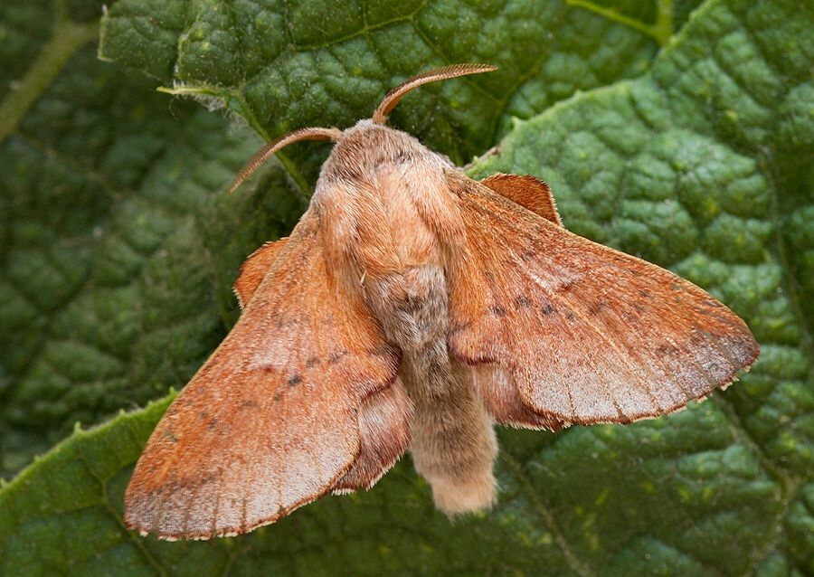 Phyllodesma tremulifolium