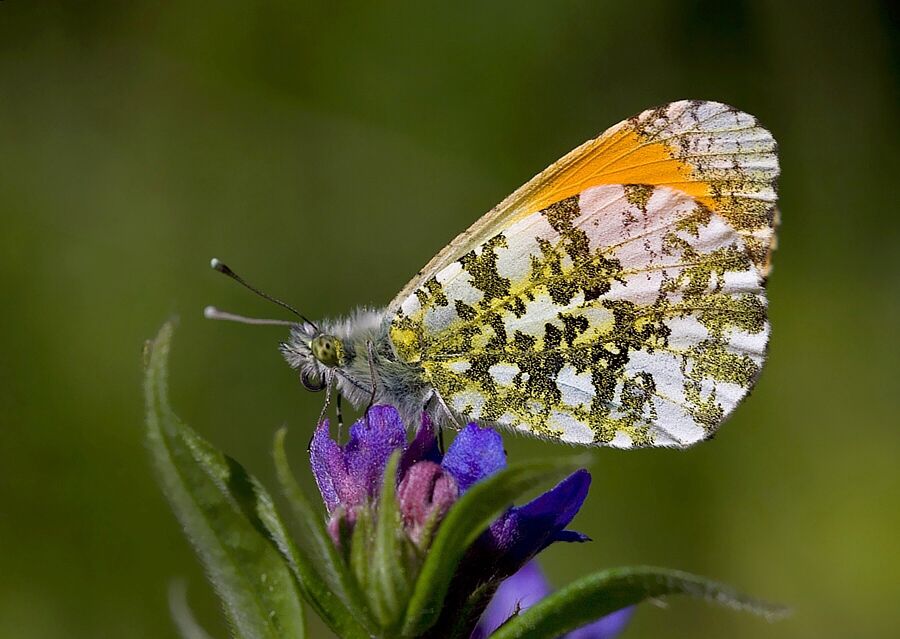 Anthocharis cardamines