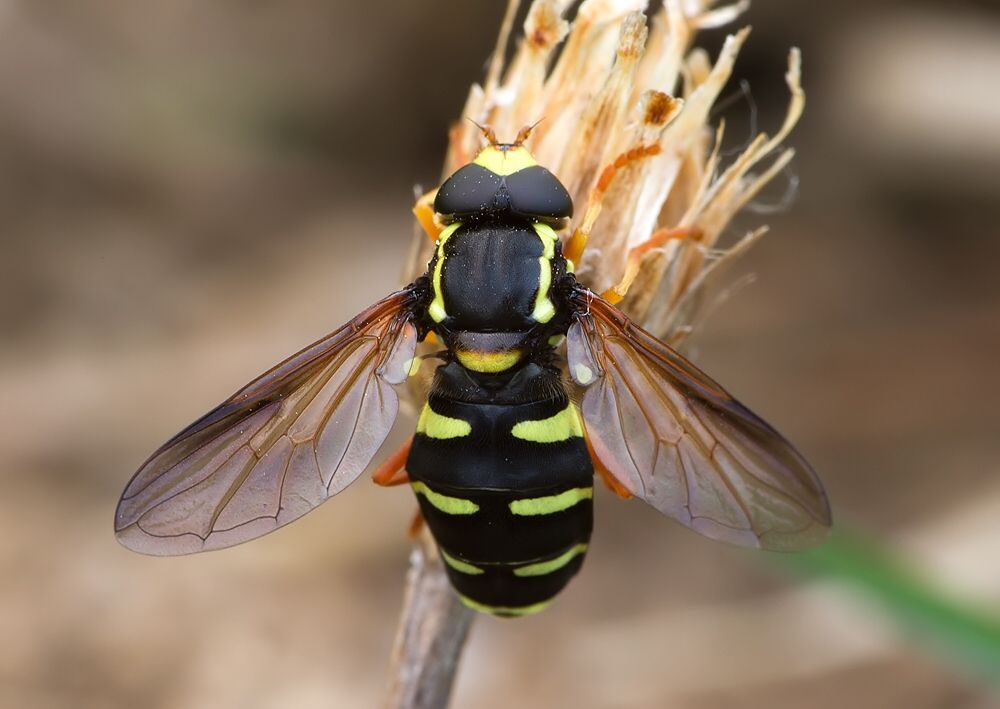 Xanthogramma citrofasciatum