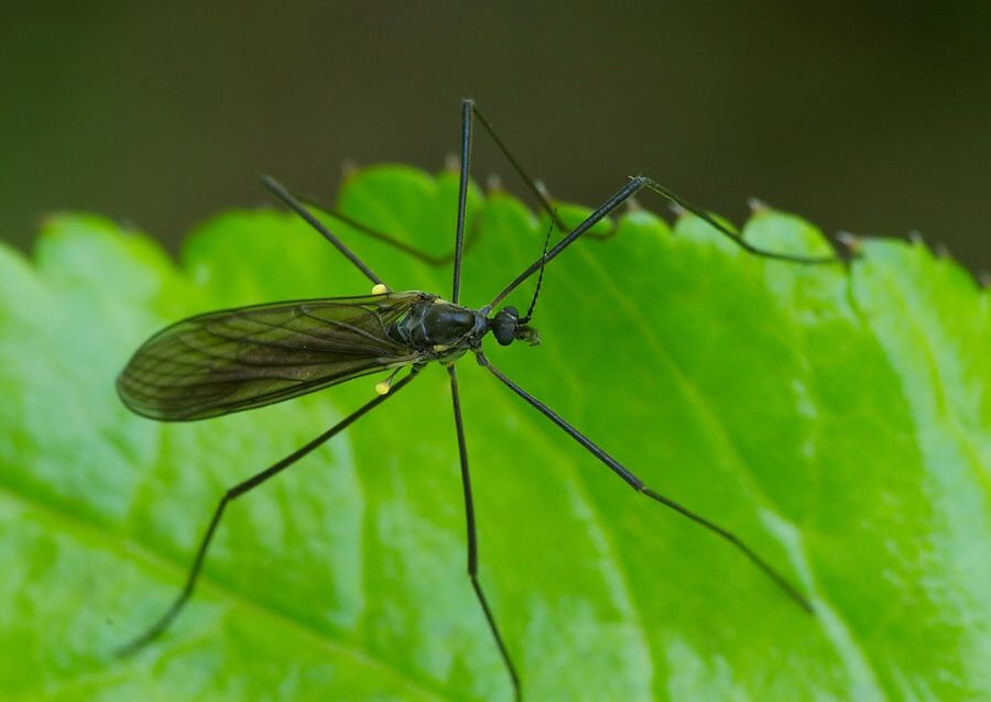 Gnophomyia viridipennis