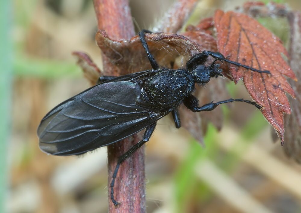 Bibio marci