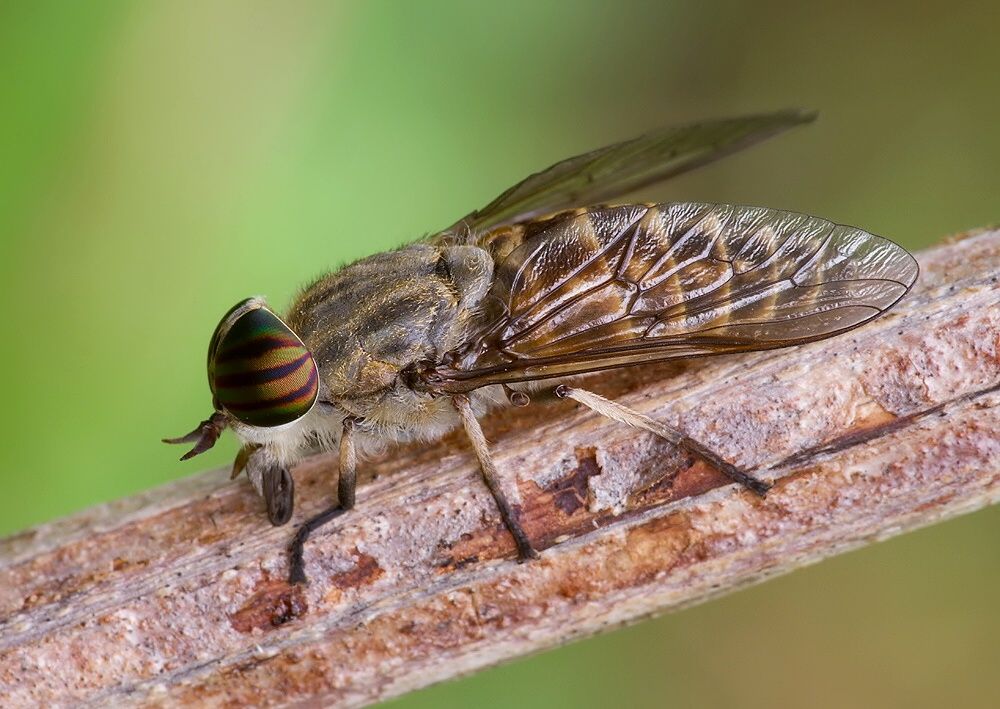 Tabanus glaucopis
