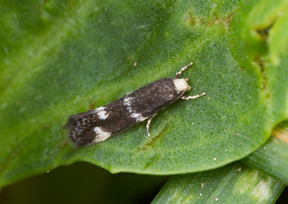 Elachista albifrontella