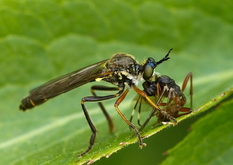 Dioctria rufipes