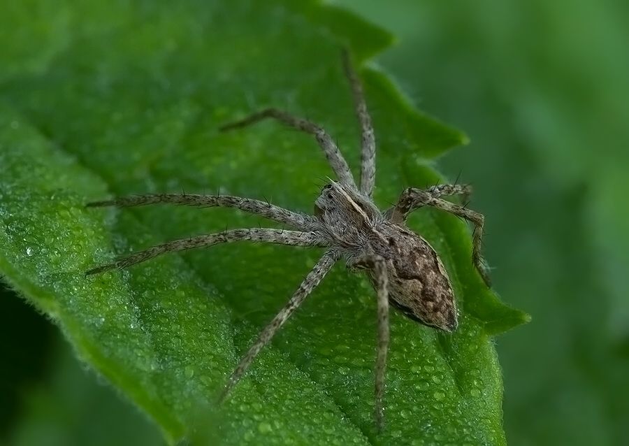 Pisaura mirabilis