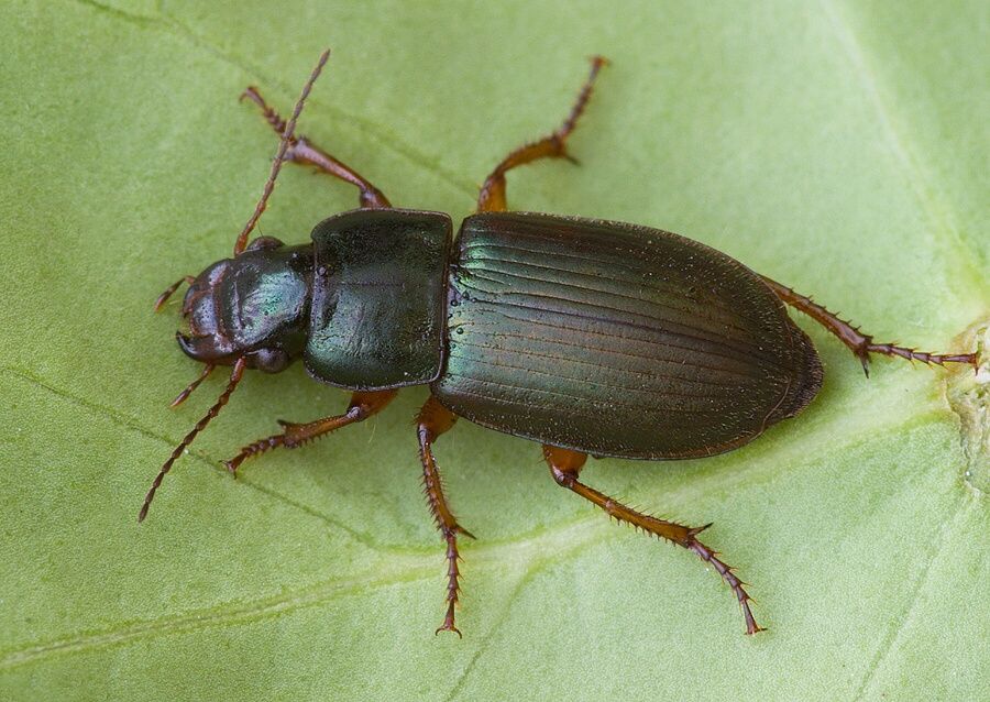 Harpalus affinis