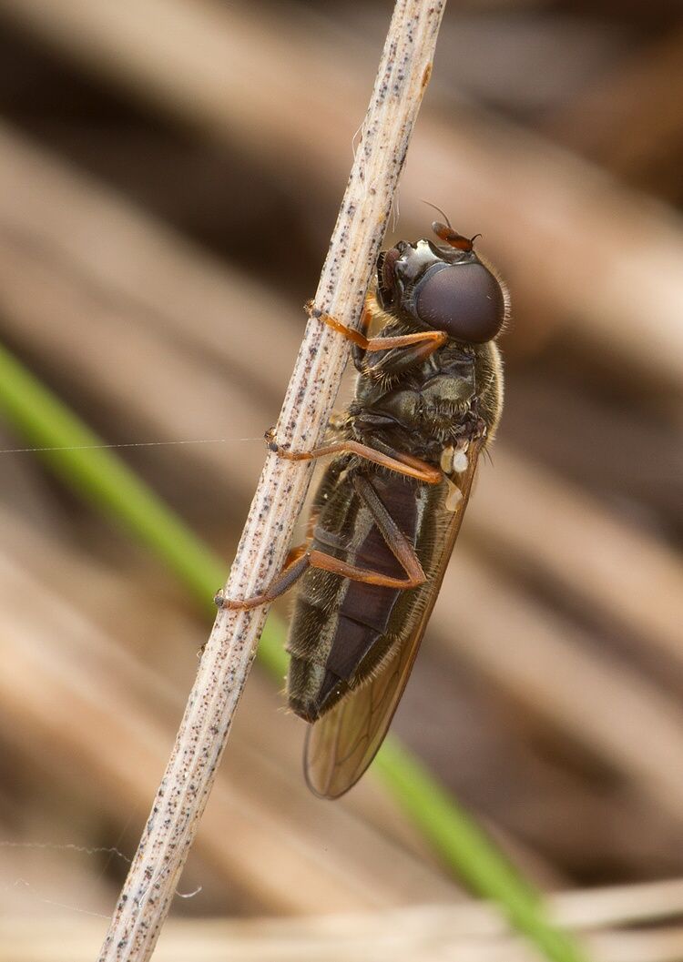 Cheilosia urbana cf.