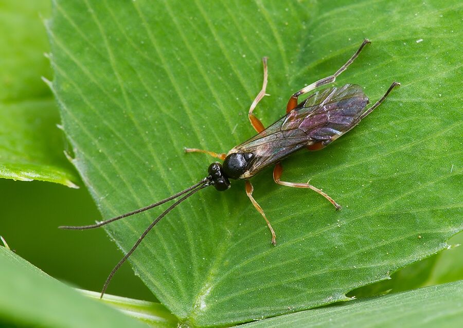Diadegma sp.
