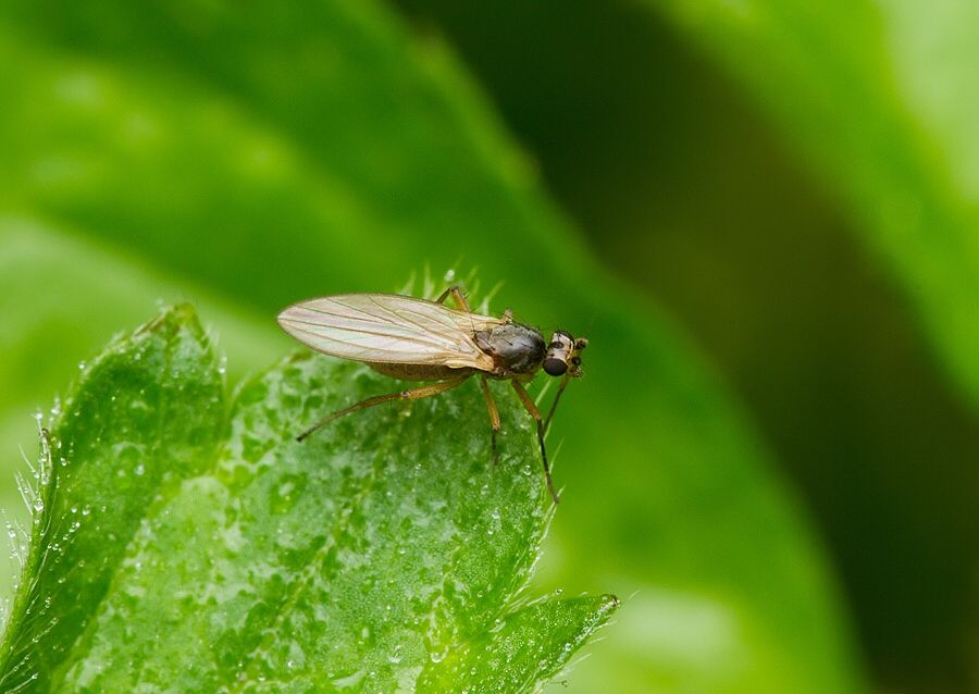 Lonchoptera tristis cf.