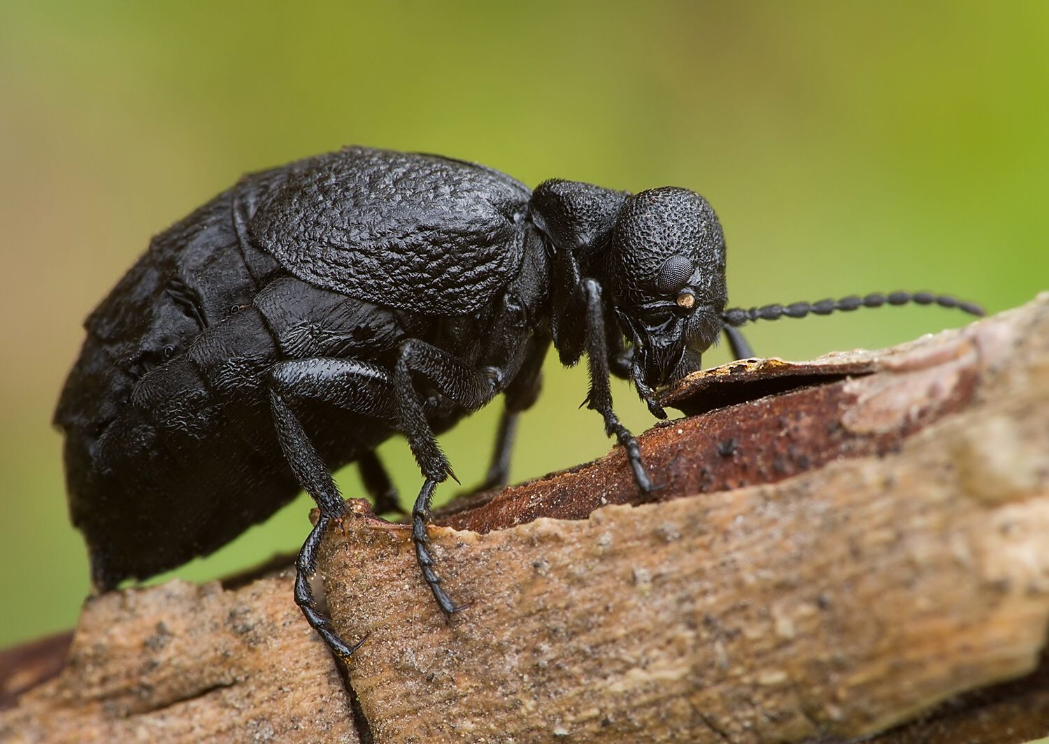 Meloe rugosus