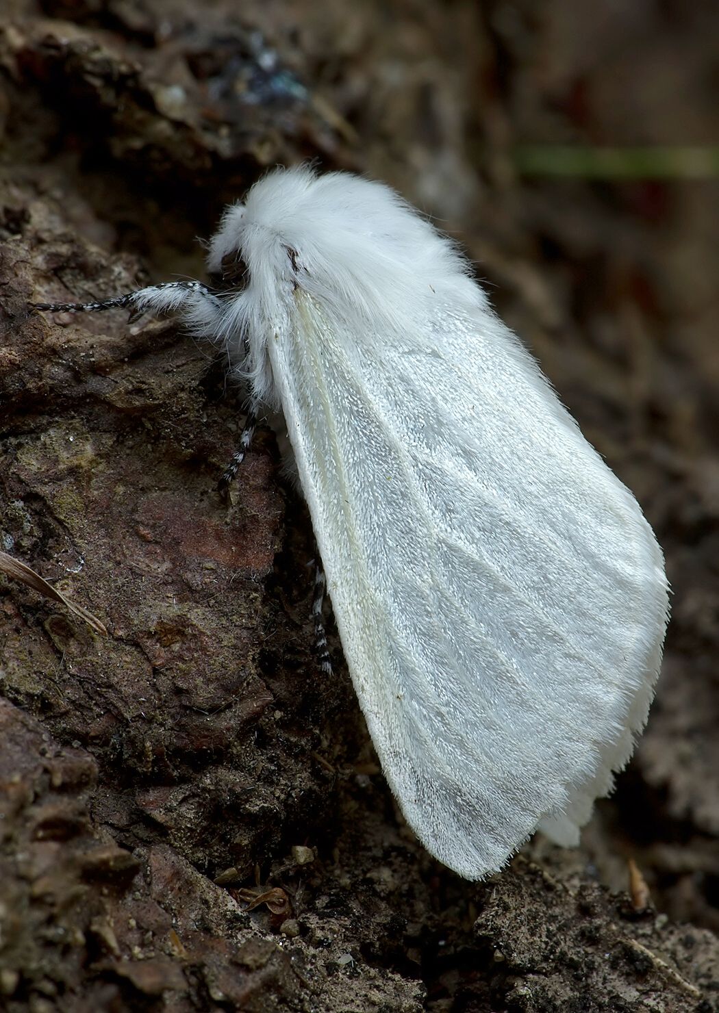Leucoma salicis