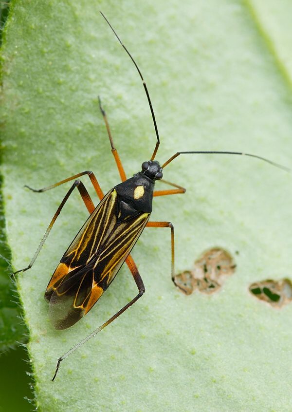 Miris striatus