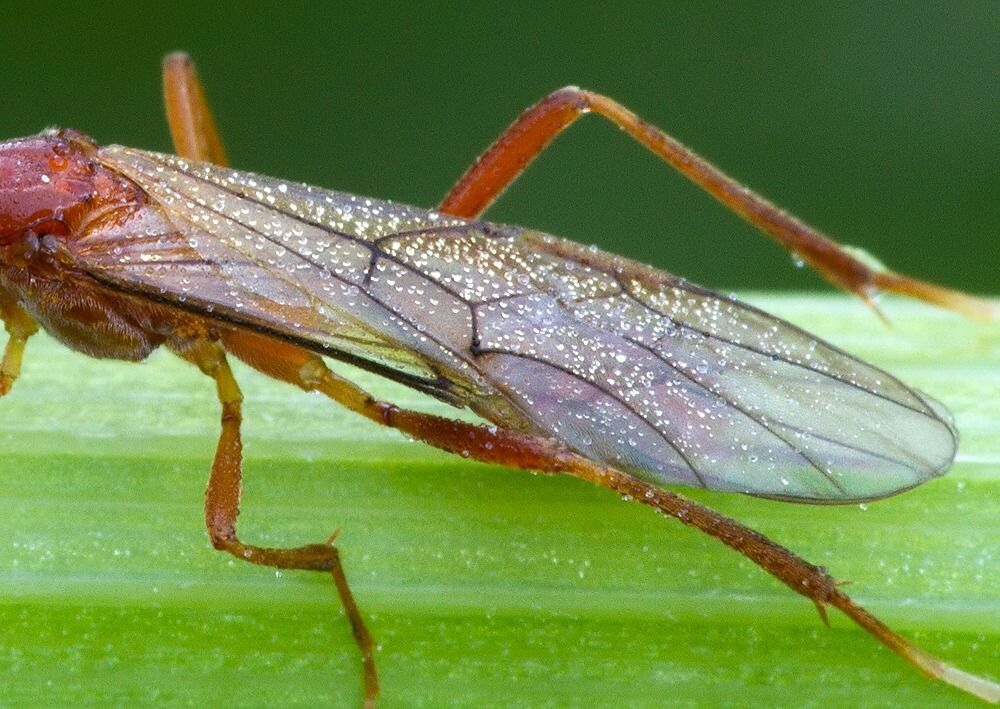 Netelia sp.