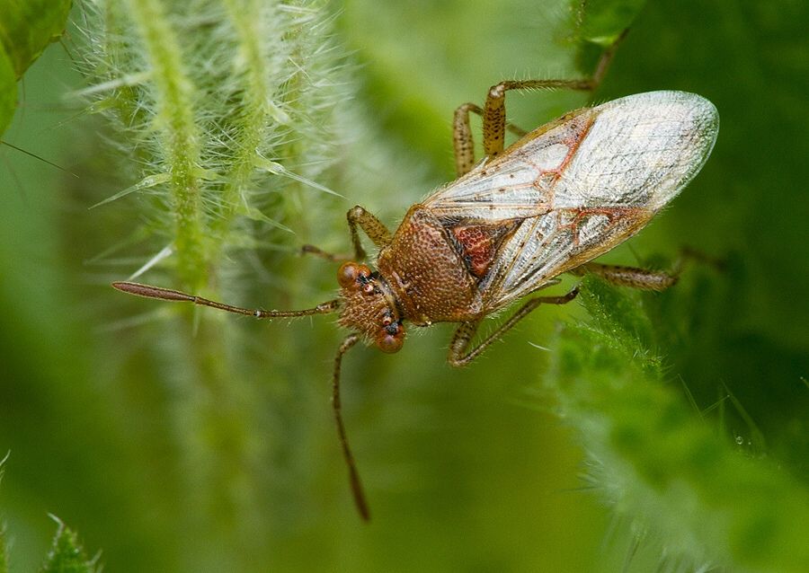 Rhopalus parumpunctatus