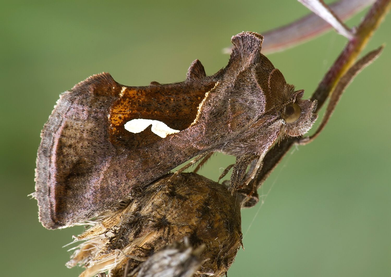 Macdunnoughia confusa