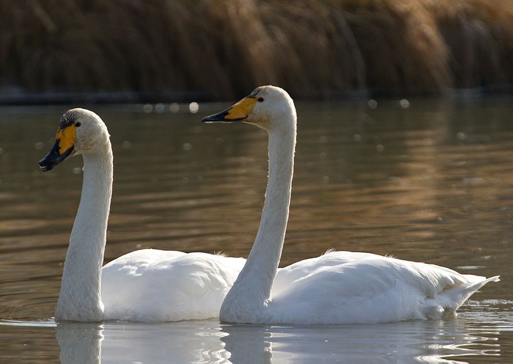 Cygnus cygnus (labuť spevavá)